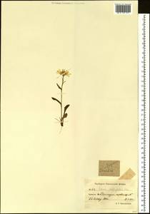 Tephroseris subfrigida (Kom.) Holub, Siberia, Chukotka & Kamchatka (S7) (Russia)