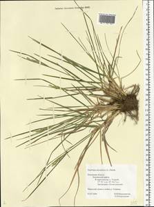 Danthonia decumbens (L.) DC., Eastern Europe, North-Western region (E2) (Russia)
