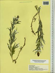 Artemisia tilesii Ledeb., Siberia, Central Siberia (S3) (Russia)