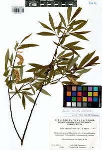 Salix rorida Lacksch., Siberia, Baikal & Transbaikal region (S4) (Russia)