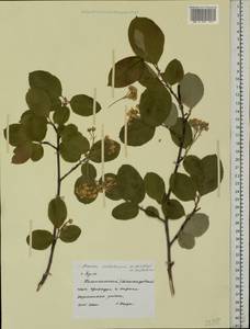 Sorbaronia ×arsenii (Britton & Arsène) G. N. Jones, Eastern Europe, Central region (E4) (Russia)