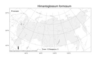Himantoglossum formosum (Steven) K.Koch, Atlas of the Russian Flora (FLORUS) (Russia)