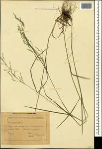 Poa nemoralis L., Caucasus, Georgia (K4) (Georgia)