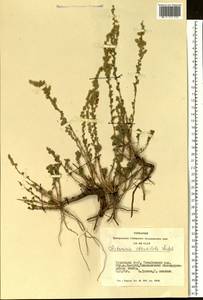 Artemisia obtusiloba Ledeb., Siberia, Altai & Sayany Mountains (S2) (Russia)