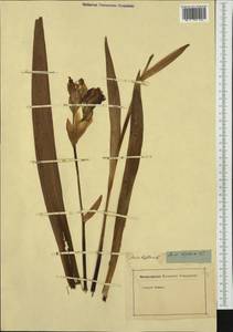Iris pumila L., Western Europe (EUR) (Not classified)