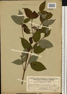 Cornus alba L., Eastern Europe, Volga-Kama region (E7) (Russia)