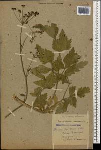 Dichoropetalum caucasicum (M. Bieb.) Soldano, Galasso & Banfi, Caucasus, Krasnodar Krai & Adygea (K1a) (Russia)