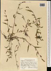 Persicaria lapathifolia (L.) Gray, Mongolia (MONG) (Mongolia)