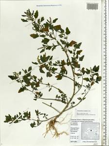Chenopodium acerifolium Andrz., Eastern Europe, North-Western region (E2) (Russia)