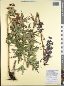 Delphinium speciosum M. Bieb., Caucasus, Stavropol Krai, Karachay-Cherkessia & Kabardino-Balkaria (K1b) (Russia)