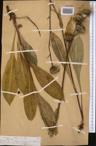 Saussurea sordida Kar. & Kir., Middle Asia, Northern & Central Tian Shan (M4) (Kazakhstan)