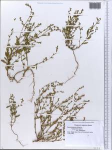 Polygonum neglectum Besser, Eastern Europe, North-Western region (E2) (Russia)