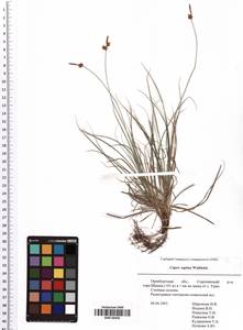 Carex supina Willd. ex Wahlenb., Eastern Europe, Eastern region (E10) (Russia)