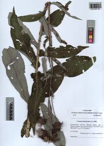 Cirsium × helenioides (L.) Hill, Siberia, Altai & Sayany Mountains (S2) (Russia)