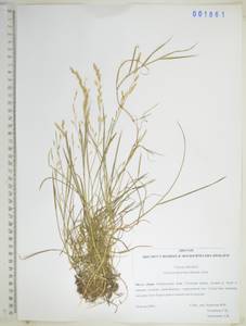 Glyceria leptolepis Ohwi, Siberia, Russian Far East (S6) (Russia)