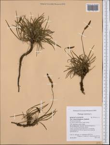 Plantago maritima L., Western Europe (EUR) (United Kingdom)