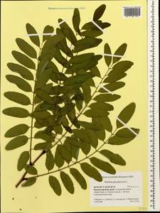 Robinia pseudoacacia L., Caucasus, Krasnodar Krai & Adygea (K1a) (Russia)