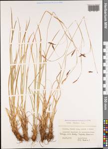 Carex tristis M.Bieb., Caucasus, Georgia (K4) (Georgia)