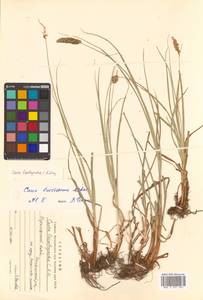 Carex leiorhyncha C.A.Mey., Siberia, Russian Far East (S6) (Russia)