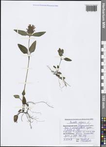 Prunella vulgaris L., Caucasus, Black Sea Shore (from Novorossiysk to Adler) (K3) (Russia)