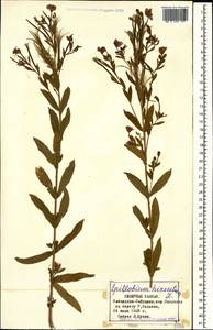 Epilobium hirsutum L., Caucasus, Stavropol Krai, Karachay-Cherkessia & Kabardino-Balkaria (K1b) (Russia)