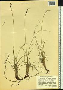 Carex rigidioides (Gorodkov) V.I.Krecz., Siberia, Yakutia (S5) (Russia)