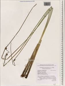 Scirpoides holoschoenus (L.) Soják, South Asia, South Asia (Asia outside ex-Soviet states and Mongolia) (ASIA) (Israel)