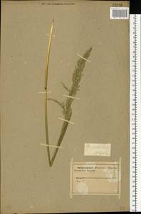 Poa palustris L., Eastern Europe, Northern region (E1) (Russia)