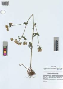 Achillea schmakovii, Siberia, Altai & Sayany Mountains (S2) (Russia)