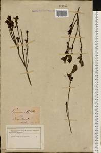 Vaccinium myrtillus L., Eastern Europe, North Ukrainian region (E11) (Ukraine)