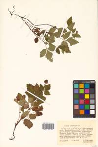 Rubus arcticus L., Siberia, Russian Far East (S6) (Russia)