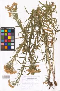 Galatella biflora (L.) Nees, Eastern Europe, Rostov Oblast (E12a) (Russia)
