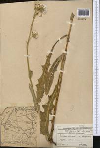 Sonchus arvensis subsp. uliginosus (M. Bieb.) Nyman, Middle Asia, Muyunkumy, Balkhash & Betpak-Dala (M9) (Kazakhstan)
