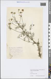 Tripleurospermum inodorum (L.) Sch.-Bip, Eastern Europe, Central region (E4) (Russia)