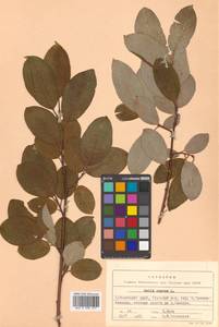 Salix caprea L., Siberia, Russian Far East (S6) (Russia)