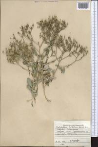Haplophyllum latifolium Kar. & Kir., Middle Asia, Pamir & Pamiro-Alai (M2) (Tajikistan)