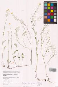 Rorippa brachycarpa (C.A.Mey.) Hayek, Eastern Europe, Lower Volga region (E9) (Russia)