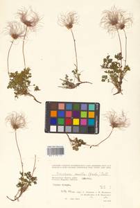 Geum selinifolium (Fisch. ex F. Schmidt) Hultén, Siberia, Chukotka & Kamchatka (S7) (Russia)