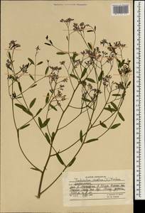 Poacynum venetum (L.) Mavrodiev, Laktionov & Yu. E. Alexeev, South Asia, South Asia (Asia outside ex-Soviet states and Mongolia) (ASIA) (Afghanistan)