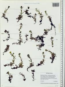 Saxifraga aizoides L., Eastern Europe, Northern region (E1) (Russia)