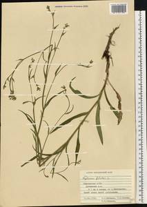 Bupleurum falcatum L., Eastern Europe, Middle Volga region (E8) (Russia)
