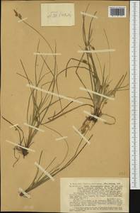 Carex depressa subsp. transsilvanica (Schur) K.Richt., Caucasus, Abkhazia (K4a) (Abkhazia)