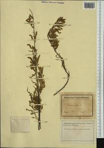 Tamarix gallica L., Western Europe (EUR) (France)