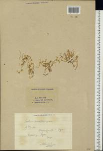 Sedum acre L., Eastern Europe, Eastern region (E10) (Russia)