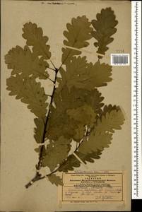 Quercus petraea subsp. polycarpa (Schur) Soó, Caucasus, Azerbaijan (K6) (Azerbaijan)