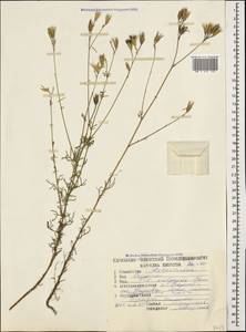Crupina vulgaris (Pers.) Cass., Caucasus, North Ossetia, Ingushetia & Chechnya (K1c) (Russia)