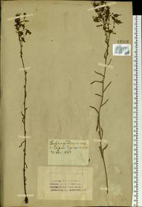 Campanula sibirica L., Siberia, Altai & Sayany Mountains (S2) (Russia)