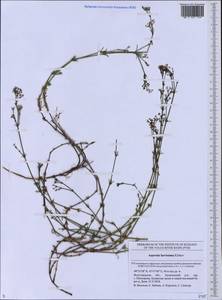 Asperula graveolens subsp. danilewskiana (Basiner) Pyatunina, Eastern Europe, Lower Volga region (E9) (Russia)