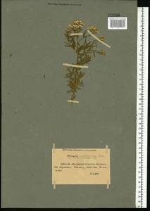 Achillea salicifolia subsp. salicifolia, Eastern Europe, North Ukrainian region (E11) (Ukraine)