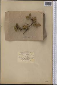 Nothofagus antarctica (G.Forst.) Oerst., America (AMER) (Chile)